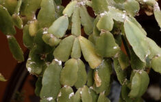 Identify And Control 7 Common Christmas Cactus Pests intended for Christmas Cactus Spots On Leaves