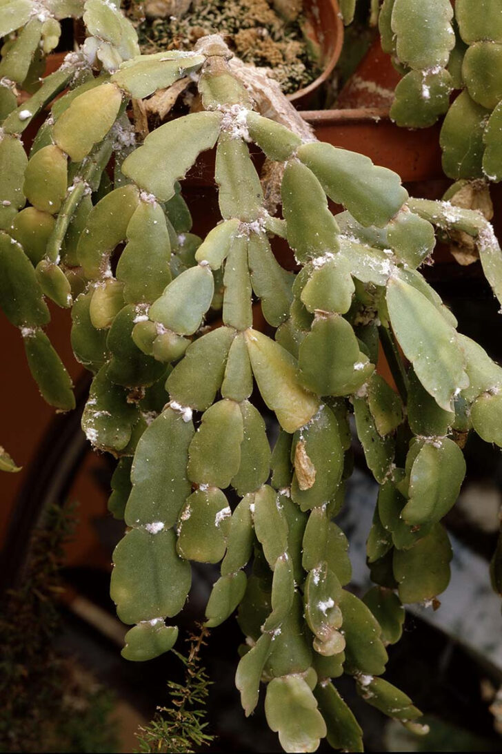 Christmas Cactus Spots on Leaves