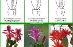 Is It A Thanksgiving, Christmas Or Easter Cactus? - World Of in Christmas Easter Thanksgiving Cactus Leaves