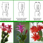 Is It A Thanksgiving, Christmas Or Easter Cactus?   World Of With Christmas Cactus Thanksgiving Cactus Easter Cactus Leaves