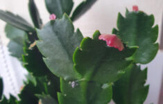 My Christmas Cactus Looks Like Its Growing Pink Leaves! Are They with Christmas Cactus Growing New Leaves