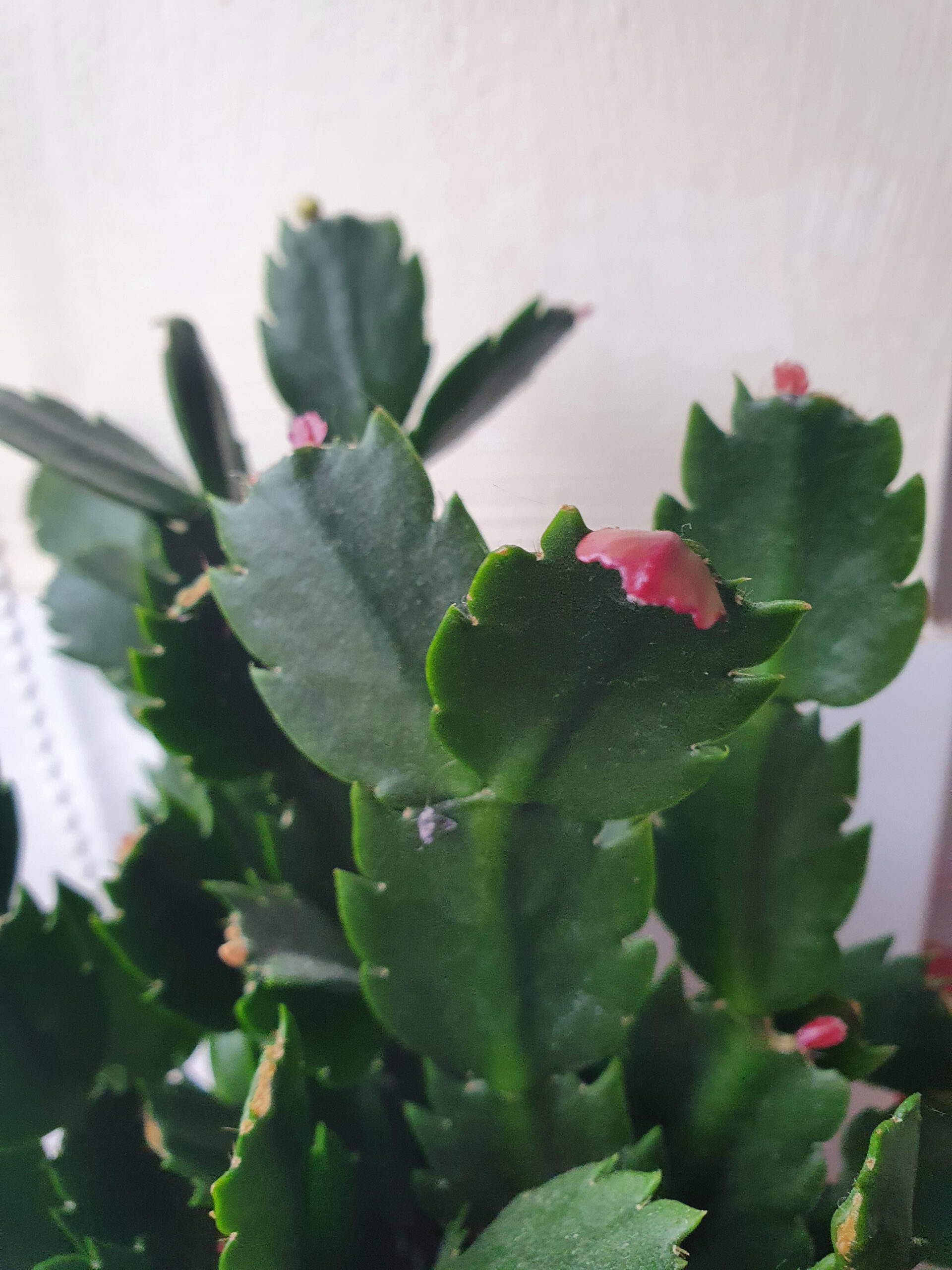 My Christmas Cactus Looks Like Its Growing Pink Leaves! Are They with Christmas Cactus Growing New Leaves