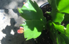 Pin Page pertaining to Christmas Cactus New Leaves