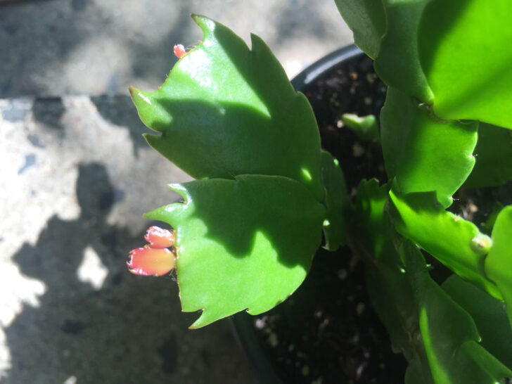 Christmas Cactus New Leaves