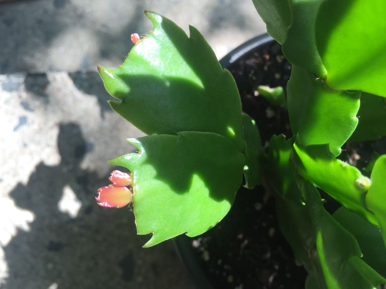 Pin Page pertaining to Christmas Cactus New Leaves