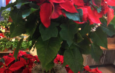 Poinsettia: {The Christmas Flower} - Freytags Florist - Freytags pertaining to Christmas Red Leaves Plant