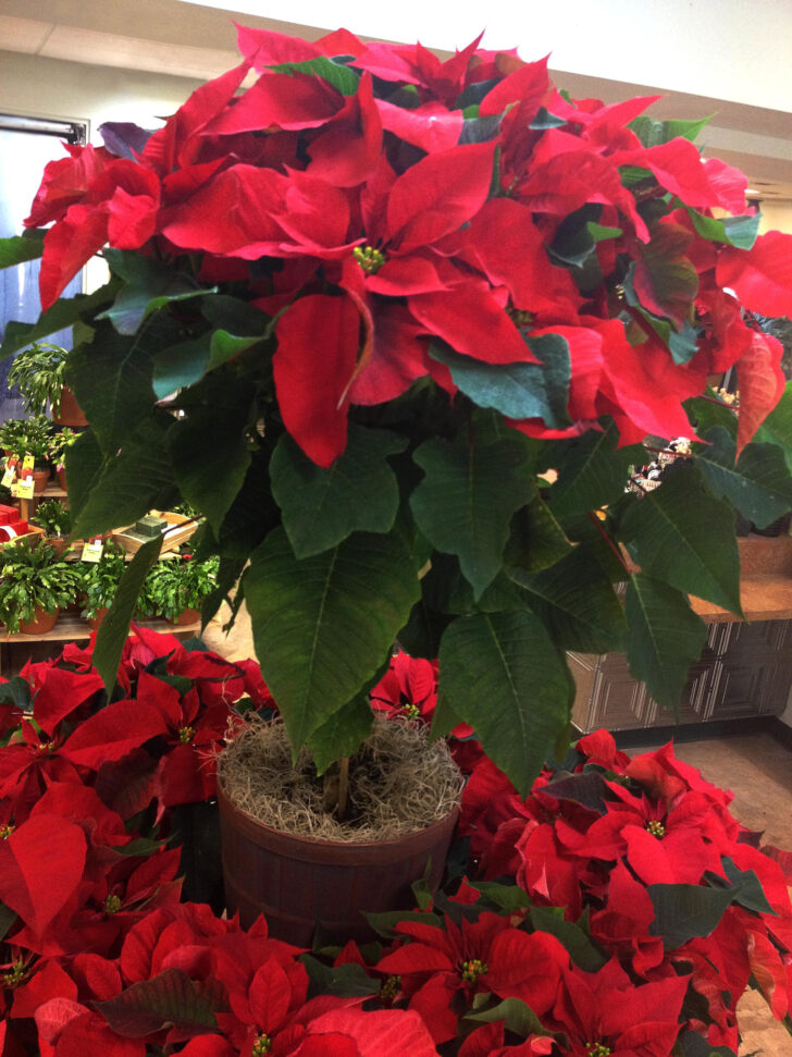 Christmas Red Leaves Plant