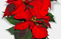 Poinsettia - Wikipedia within Christmas Red Leaves Plant