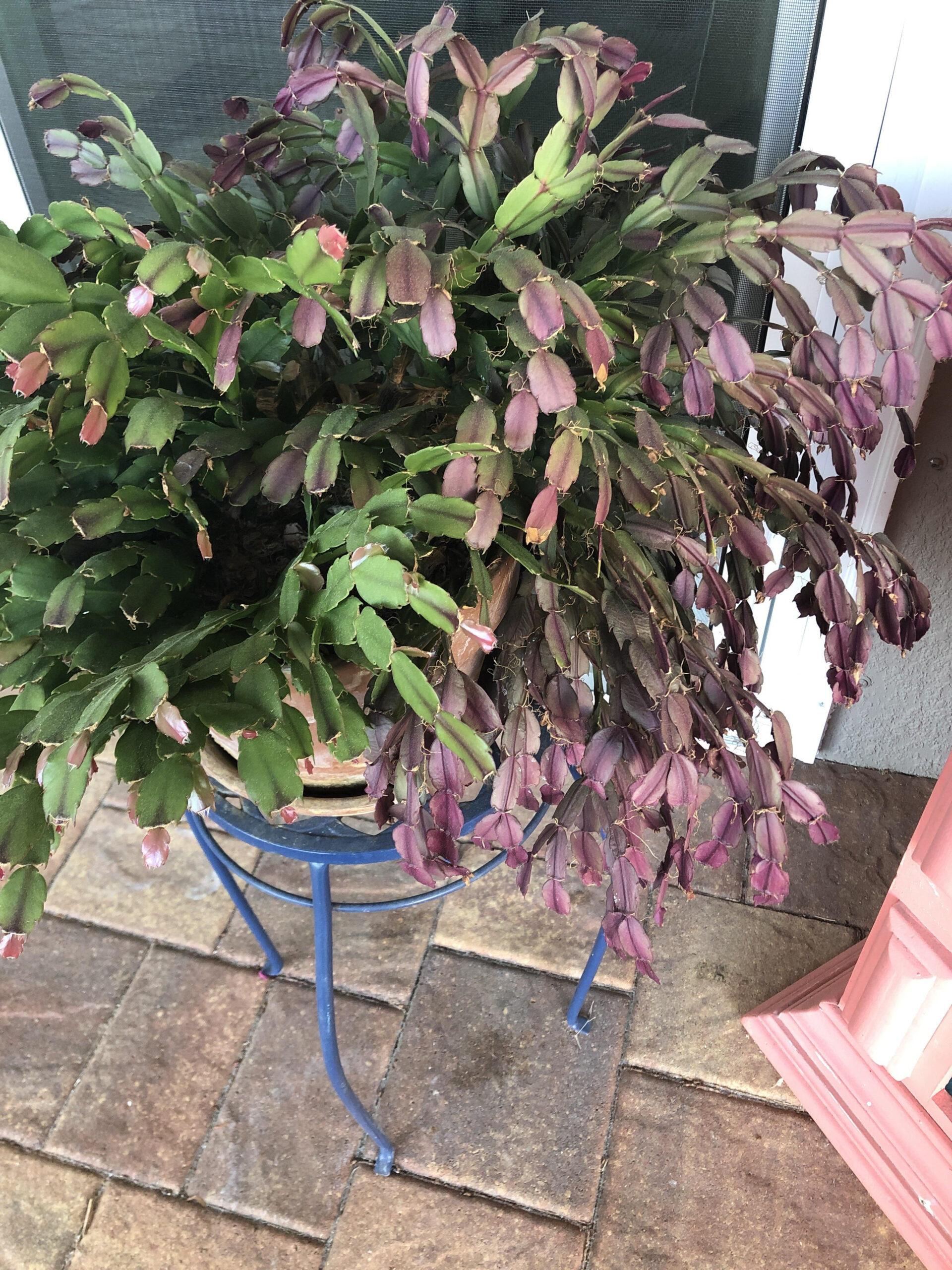 Sick Christmas Cactus? Anyone Know Why My X-Cactus Leaves Are regarding Christmas Cactus Leaves Turning Purple