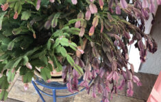 Sick Christmas Cactus? Anyone Know Why My X-Cactus Leaves Are within Christmas Cactus Leaves Purple