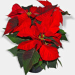 Taking Care Of Poinsettia Plant Indoors And Outdoors   Kalliergo With Plant With Red Leaves Christmas