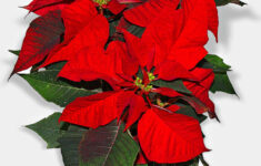 Taking Care Of Poinsettia Plant Indoors And Outdoors - Kalliergo with Plant With Red Leaves Christmas