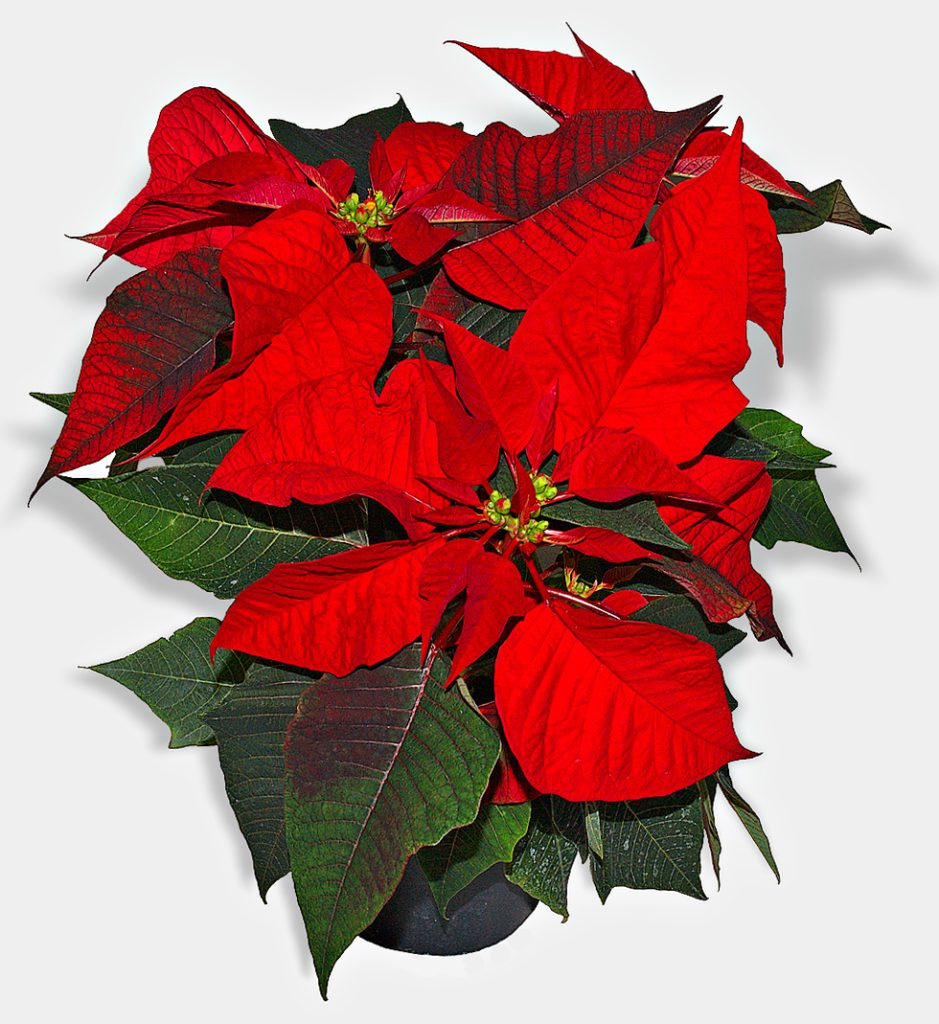 Taking Care Of Poinsettia Plant Indoors And Outdoors - Kalliergo with Plant With Red Leaves Christmas