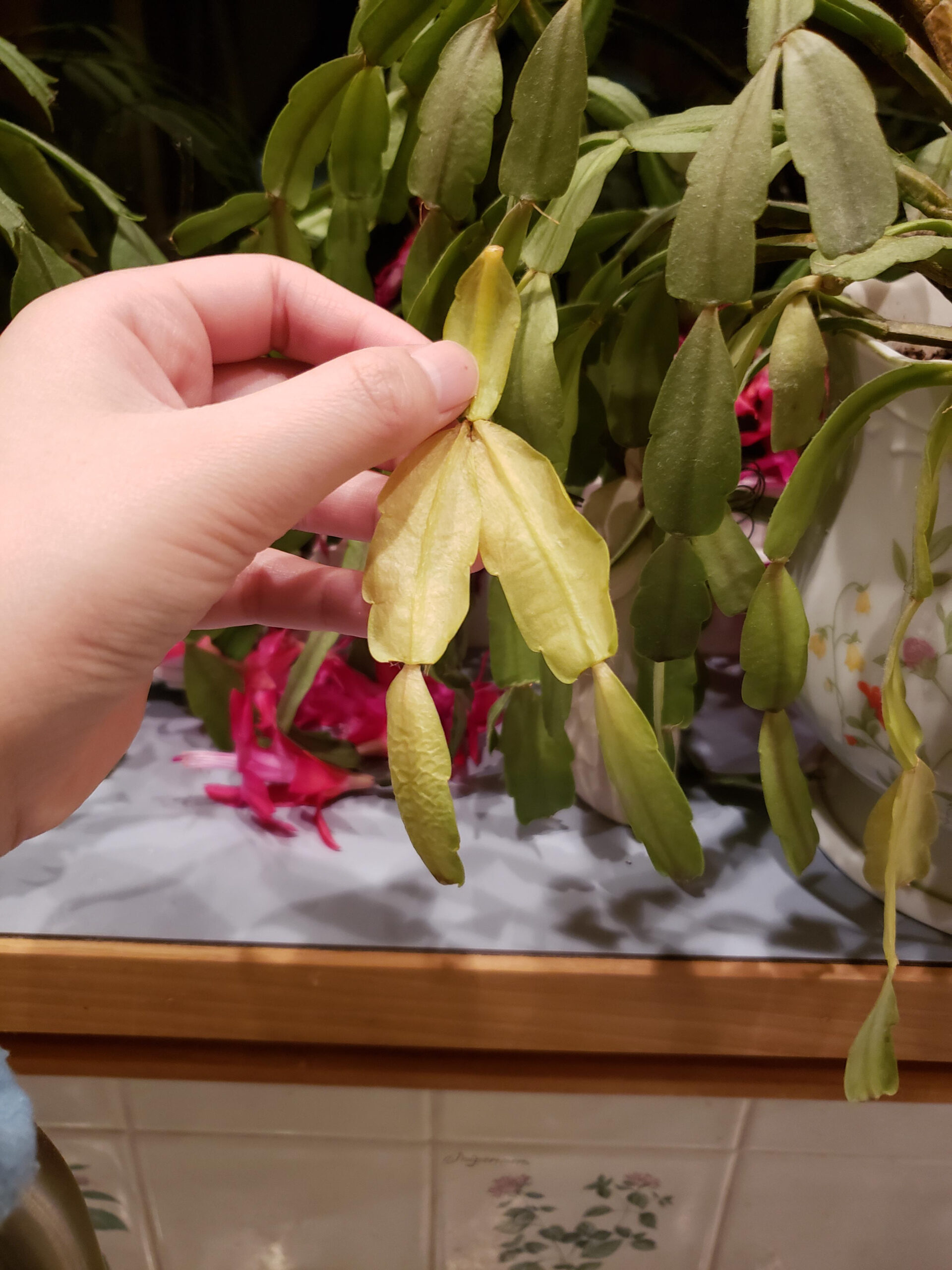 Thin, Yellow, Wrinkly Leaves Fall Off A Christmas Cactus! Please pertaining to Christmas Cactus Leaves Turning Yellow