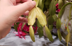 Thin, Yellow, Wrinkly Leaves Fall Off A Christmas Cactus! Please throughout Christmas Cactus Pale Leaves