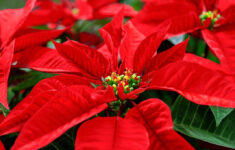 Tips On The Care Of Poinsettia Plants | Gardening Know How with Christmas Flower Red Leaves