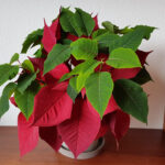 Was Told The Poinsettia Would Die After Christmas When I Bought It Inside Plant With Red Leaves Christmas