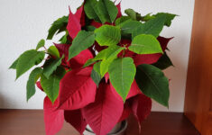 Was Told The Poinsettia Would Die After Christmas When I Bought It inside Plant With Red Leaves Christmas