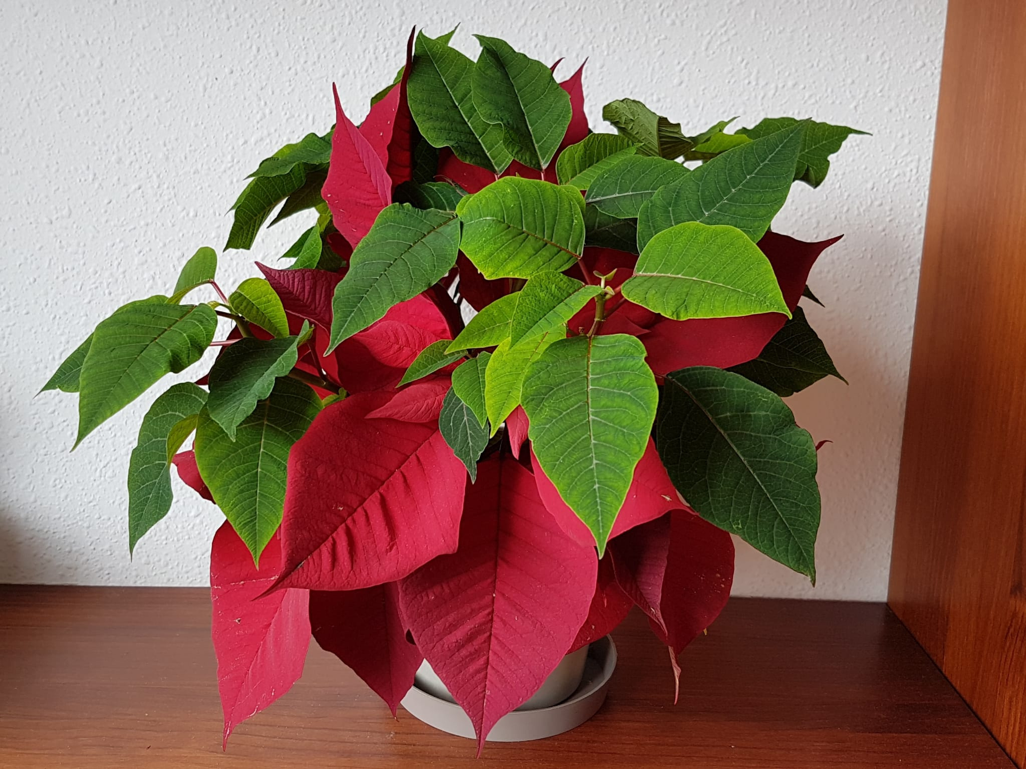 Was Told The Poinsettia Would Die After Christmas When I Bought It inside Plant With Red Leaves Christmas