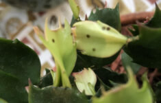 What Are These Black Spots On My Christmas Cactus? Seems To Only pertaining to Spots On Christmas Cactus Leaves