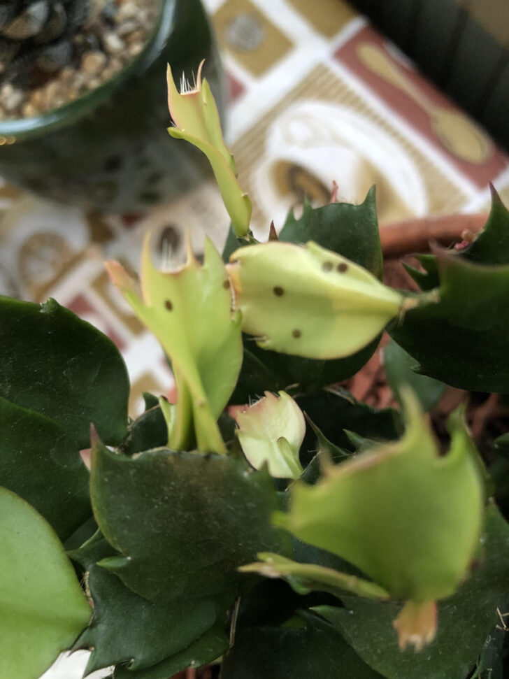 Spots on Christmas Cactus Leaves