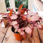 What Causes Christmas Cactus Leaves To Turn Orange? Inside Christmas Cactus With Red Leaves