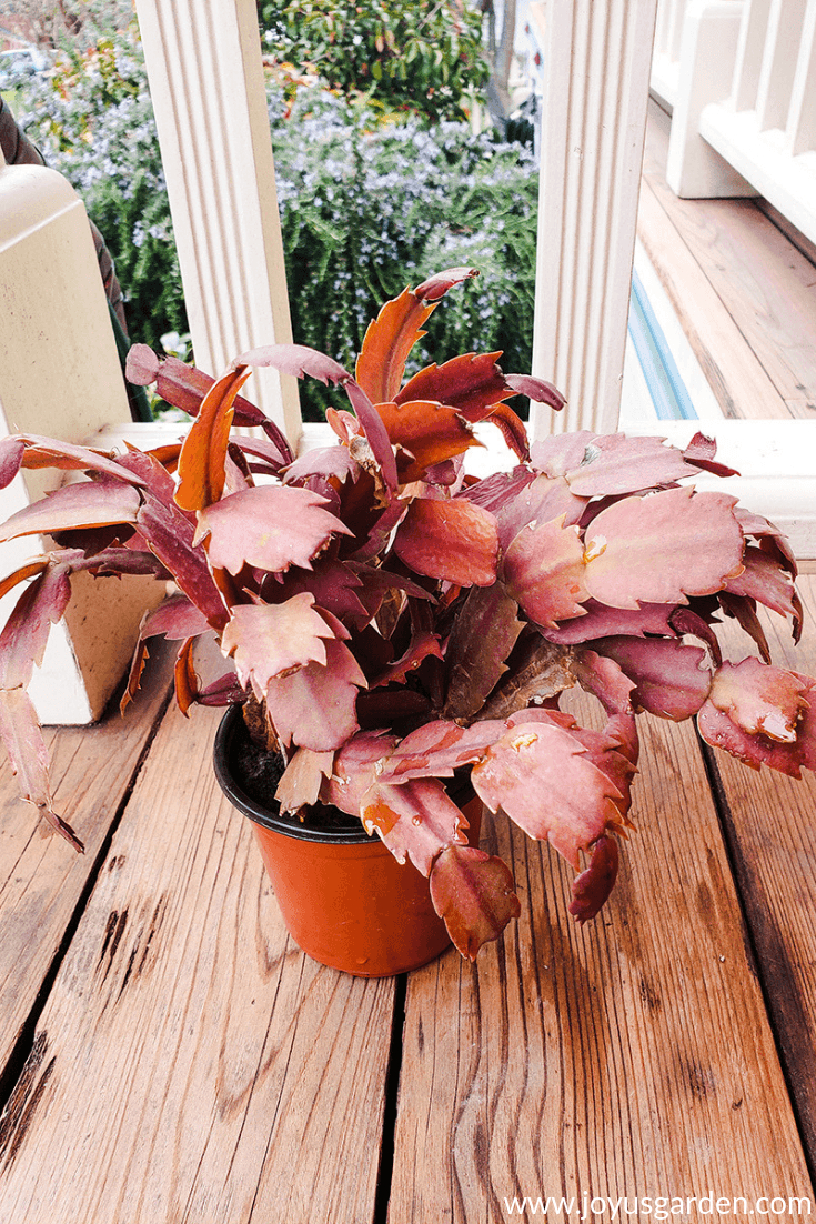 What Causes Christmas Cactus Leaves To Turn Orange? inside Christmas Cactus With Red Leaves