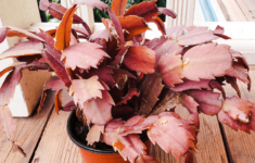 What Causes Christmas Cactus Leaves To Turn Orange? intended for Christmas Cactus Red Leaves