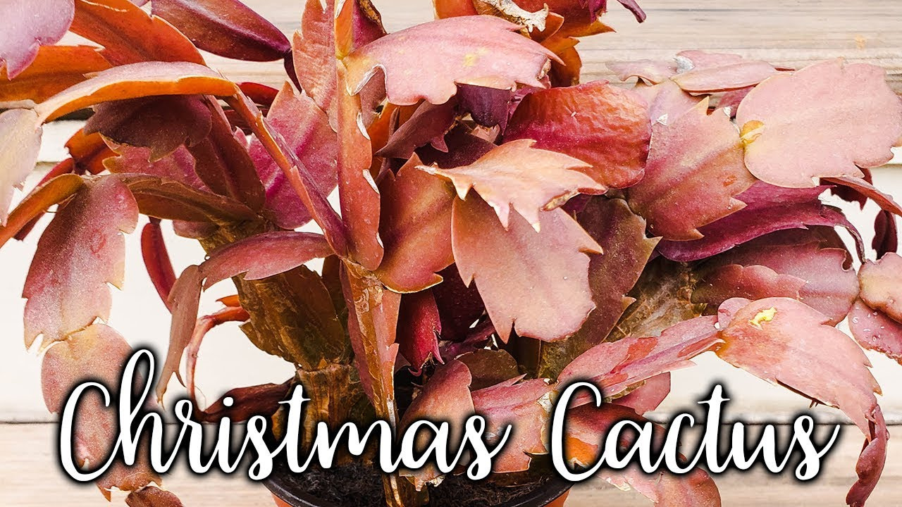 What Causes Christmas Cactus (Thanksgiving, Holiday) Leaves To Change Color? / Joyusgarden regarding Christmas Cactus Leaves Turning Red