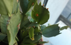 What Could Have Caused These Brown Spots On My Christmas Cactus for Christmas Cactus Spots On Leaves