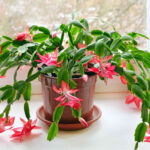 Why Are The Leaves On My Christmas Cactus Limp? For Christmas Cactus Soft Leaves