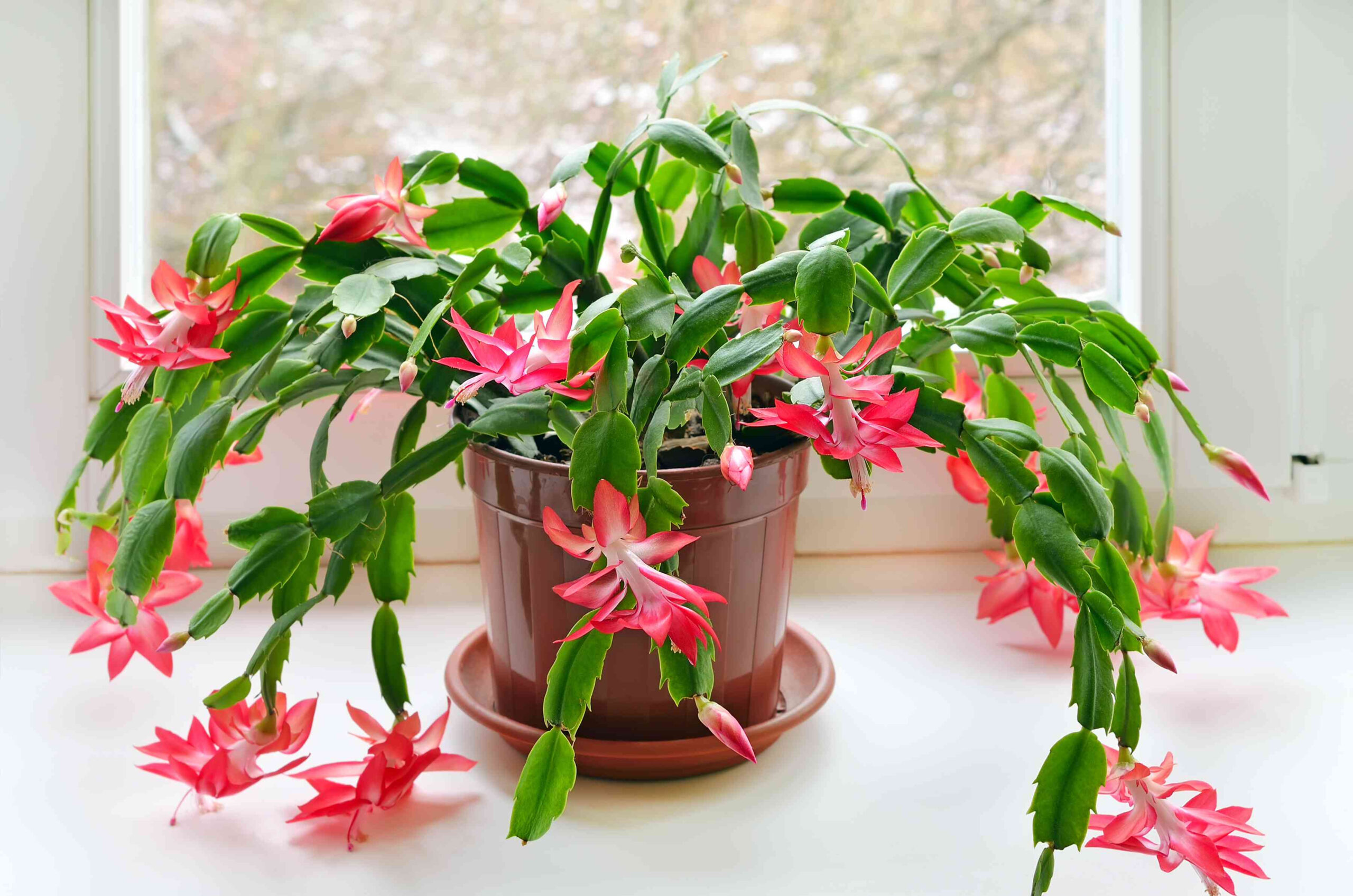 Why Are The Leaves On My Christmas Cactus Limp? for Christmas Cactus Soft Leaves