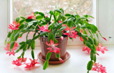 Why Are The Leaves On My Christmas Cactus Limp? inside Christmas Cactus Leaves Curling