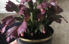 Why Does My Christmas Cactus Have Purple Segments? Also How Do You regarding Christmas Cactus Purple Leaves
