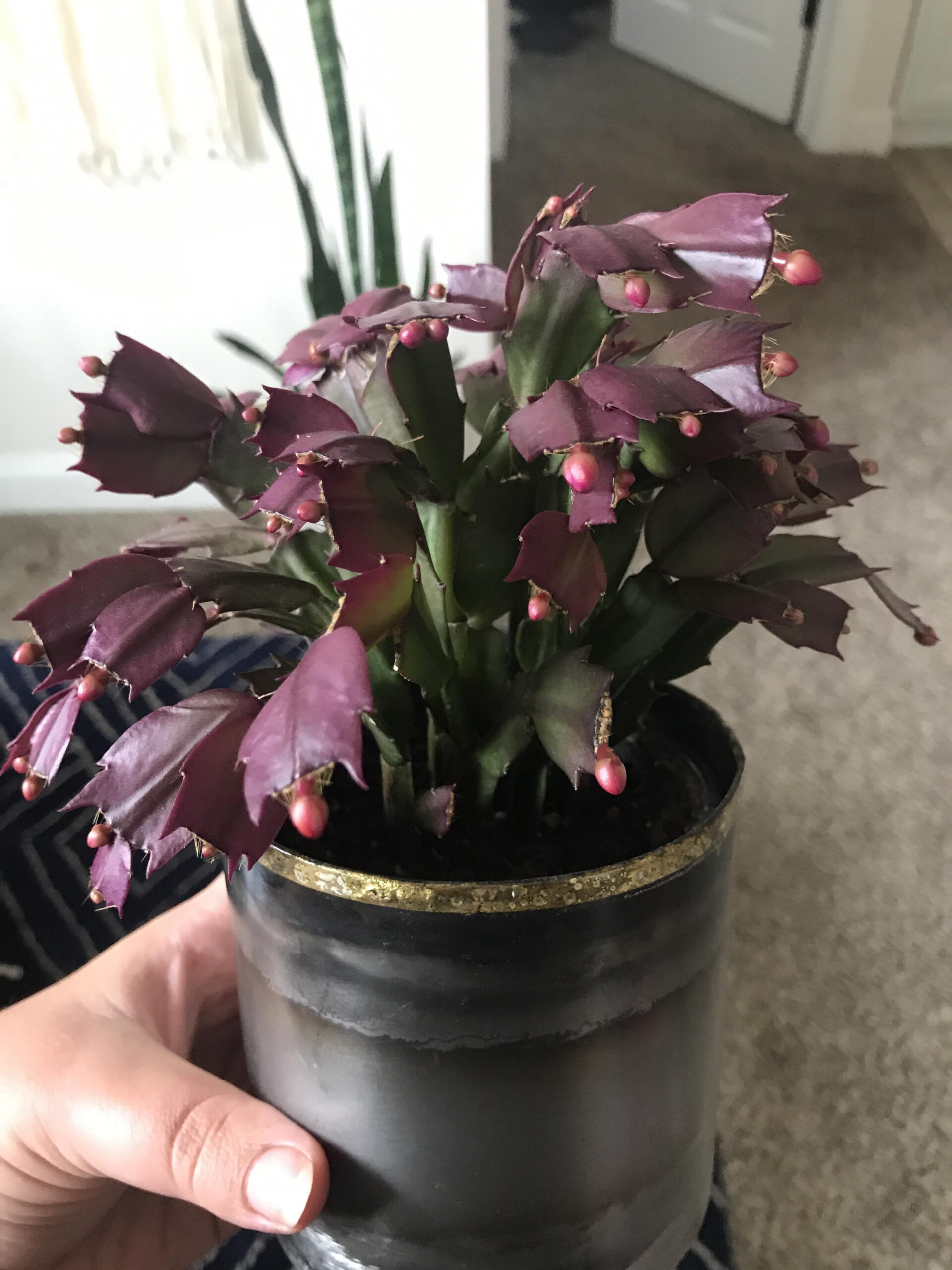 Why Does My Christmas Cactus Have Purple Segments? Also How Do You regarding Christmas Cactus Purple Leaves