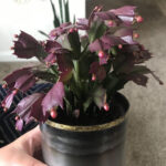 Why Does My Christmas Cactus Have Purple Segments? Also How Do You Throughout Christmas Cactus Leaves Purple