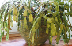 Why Is My Christmas Cactus Dropping Leaves? 7 Solutions with regard to Christmas Cactus Leaves Fall Off