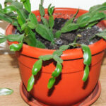 Why Is My Christmas Cactus Dropping Leaves? Pertaining To Christmas Cactus Leaves Fall Off