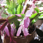 Why Is My Christmas Cactus Turning Purple? | Gardener'S Path Inside Christmas Cactus Leaves Purple