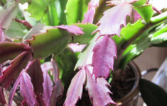 Why Is My Christmas Cactus Turning Purple? | Gardener'S Path inside Christmas Cactus Leaves Purple