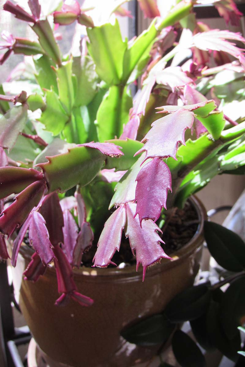 Why Is My Christmas Cactus Turning Purple? | Gardener&amp;#039;S Path inside Christmas Cactus Leaves Purple