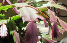 Why Is My Christmas Cactus Turning Purple? | Gardener'S Path pertaining to Christmas Cactus Purple Leaves