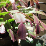 Why Is My Christmas Cactus Turning Purple? | Gardener'S Path With Christmas Cactus Leaves Turning Purple