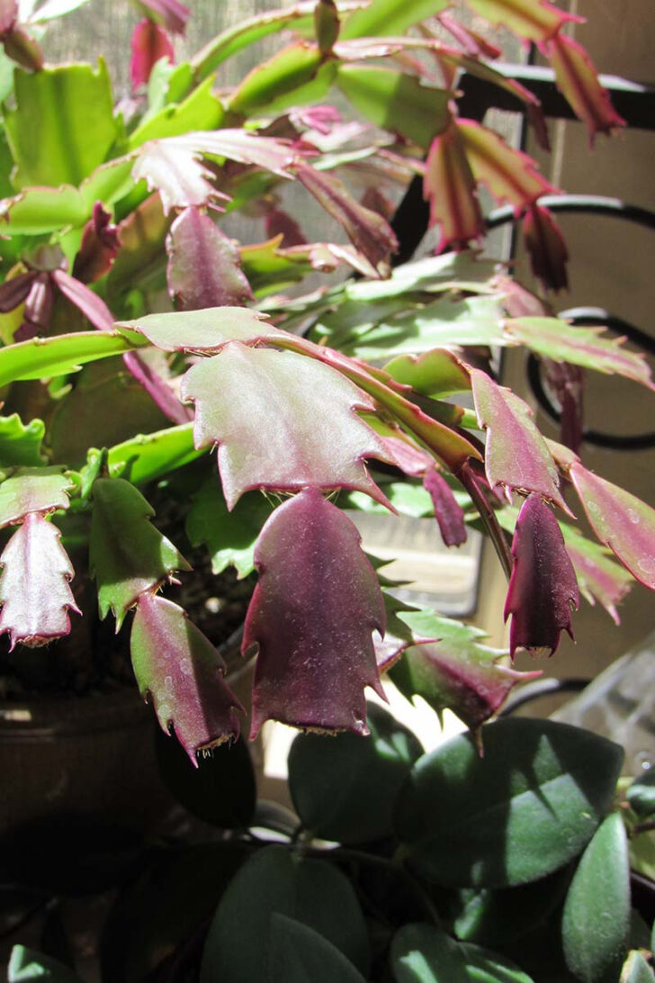 Red Leaves on Christmas Cactus