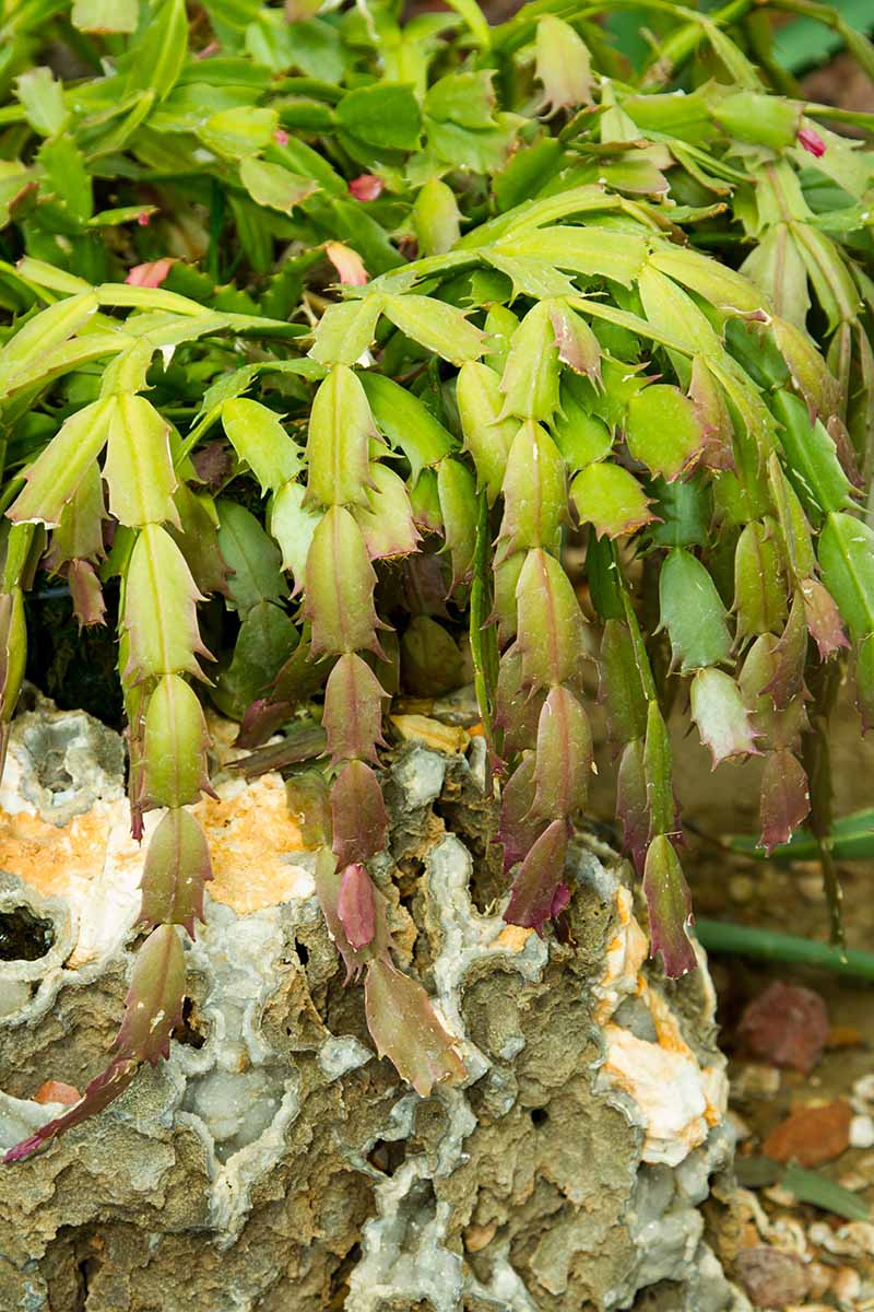 Why Is My Christmas Cactus Turning Yellow? | Gardener&amp;#039;S Path pertaining to Christmas Cactus Leaves Turning Yellow