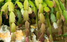 Why Is My Christmas Cactus Turning Yellow? | Gardener'S Path regarding Christmas Cactus Yellow Leaves