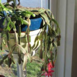 Wilting Christmas Cactus   Horticulture With Regard To Christmas Cactus Soft Leaves