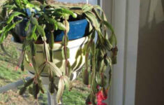 Wilting Christmas Cactus - Horticulture with regard to Christmas Cactus Soft Leaves