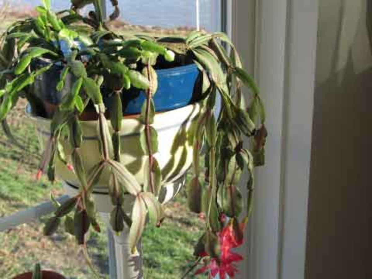 Wilting Christmas Cactus - Horticulture with regard to Christmas Cactus Soft Leaves