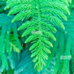 Zoomed Close Up Pic Of Pine Tree Leaves In Nursery In Tamil Nadu Regarding Leaves Of A Christmas Tree